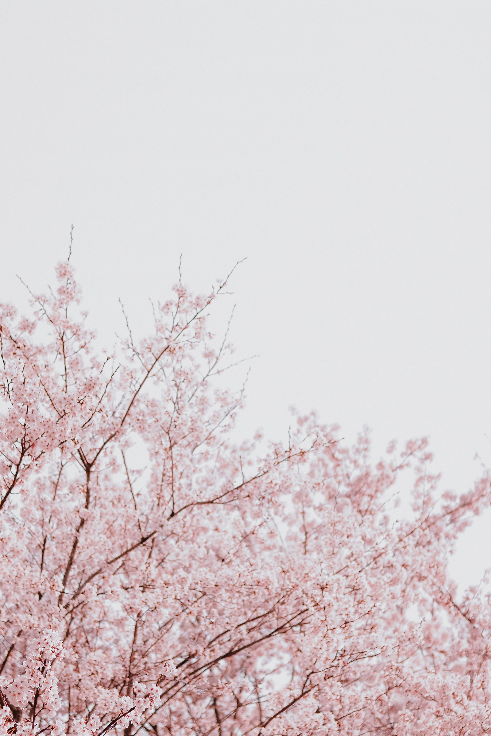 Cherry blossom against light cloudy sky in daytime